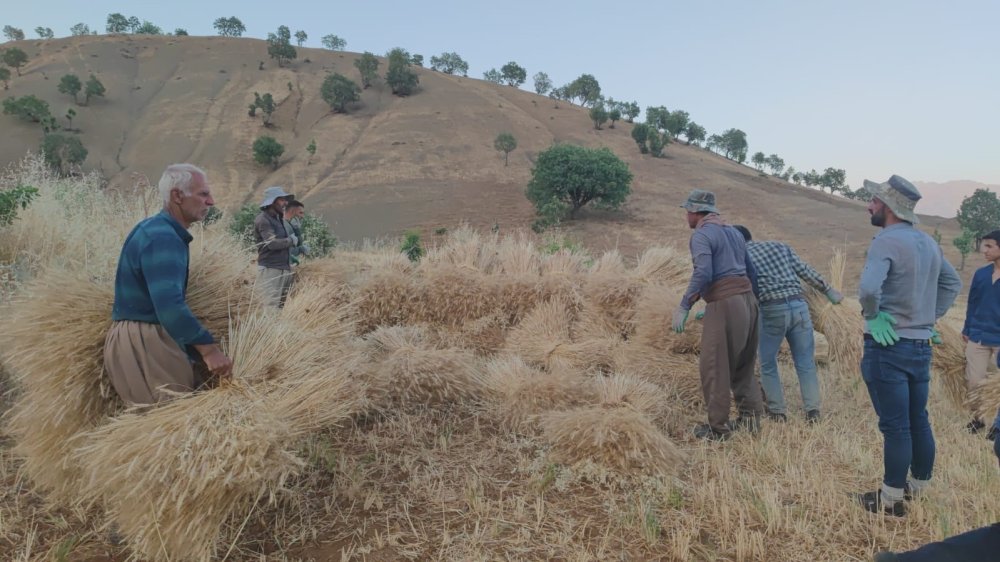 Traktörle gidilemeyen tarlalardaki buğdaylar orakla biçiliyor