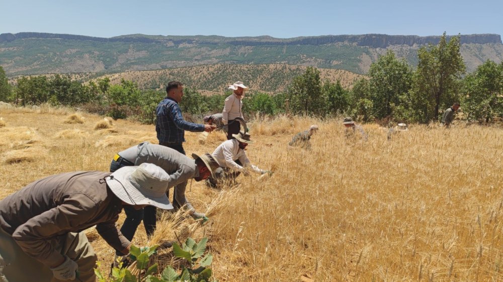 Traktörle gidilemeyen tarlalardaki buğdaylar orakla biçiliyor