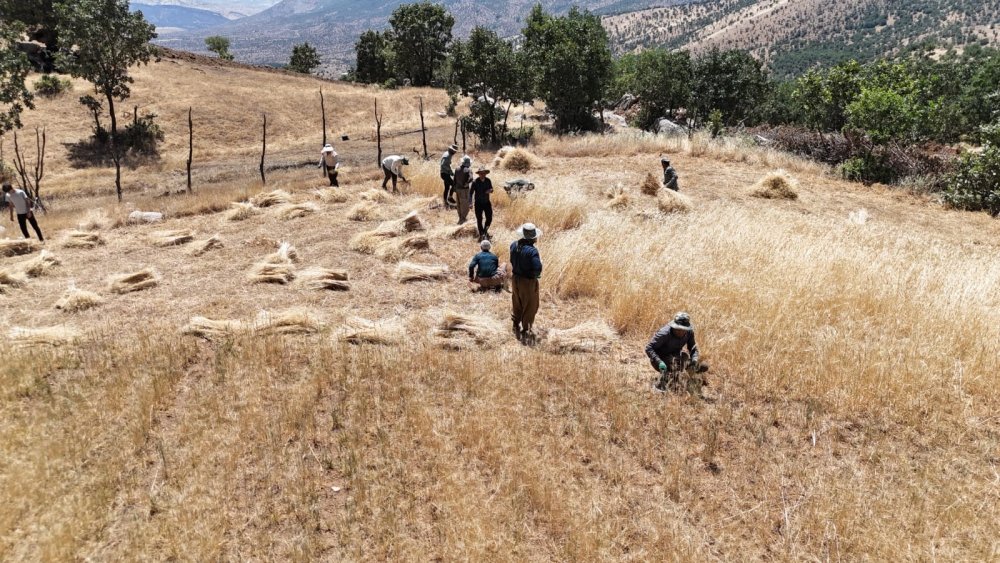 Traktörle gidilemeyen tarlalardaki buğdaylar orakla biçiliyor