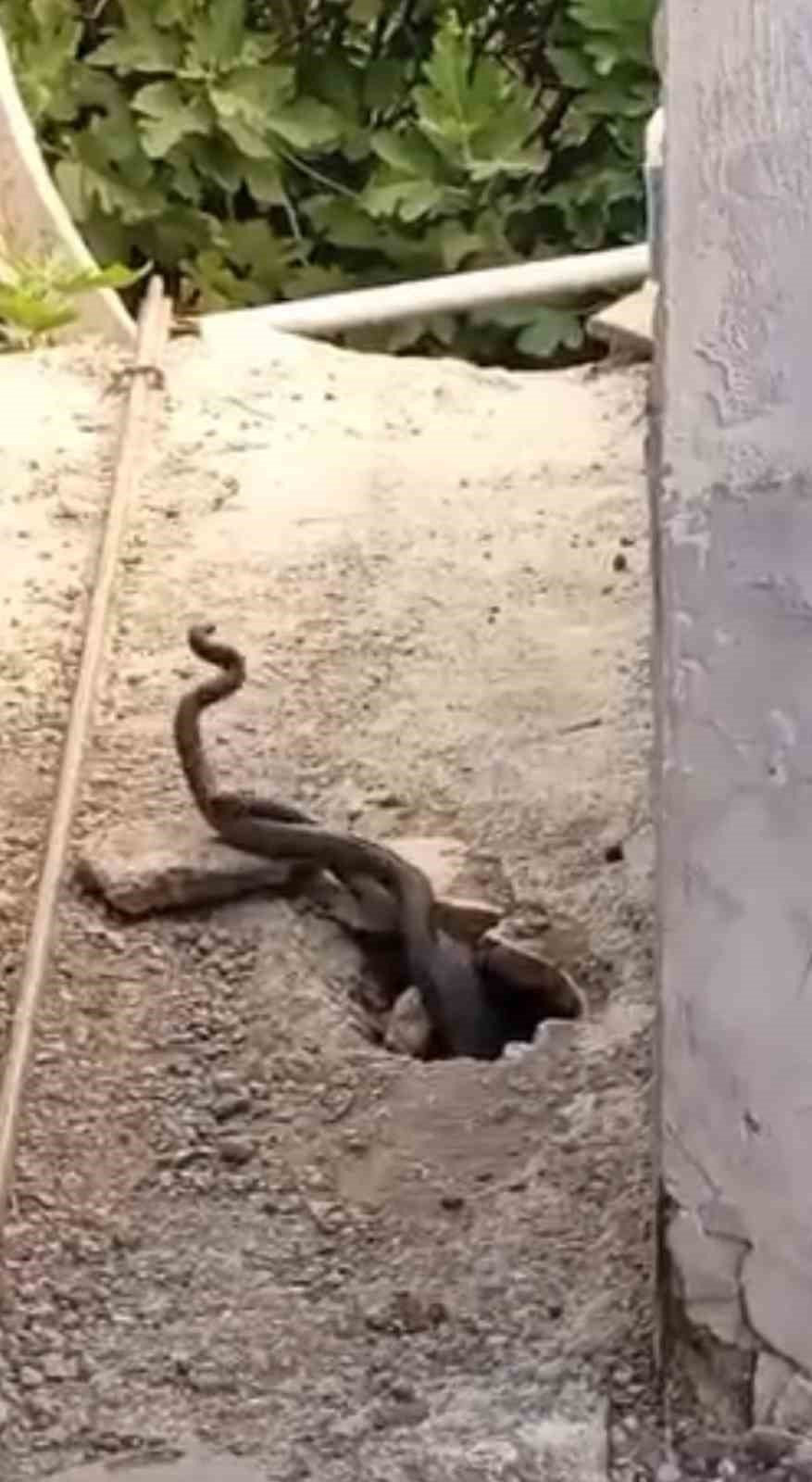 Palu'da bir evin içinden çıkan 2 metrelik yılanlar paniğe neden oldu
