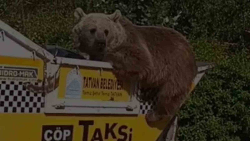 Ayı çöp kamyonetinde yiyecek aradı