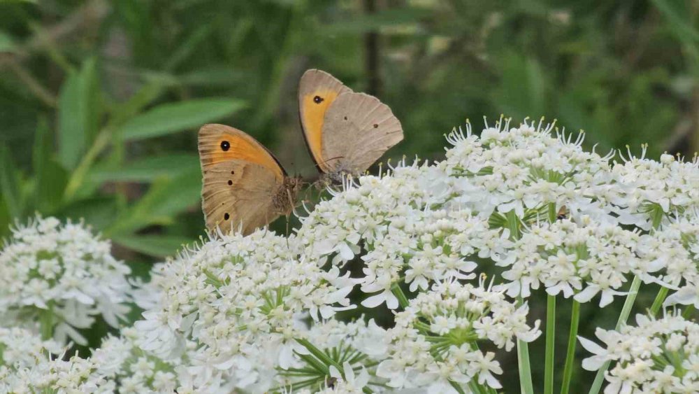 Tatvan’da rengarenk kelebekler görsel şölen sunuyor