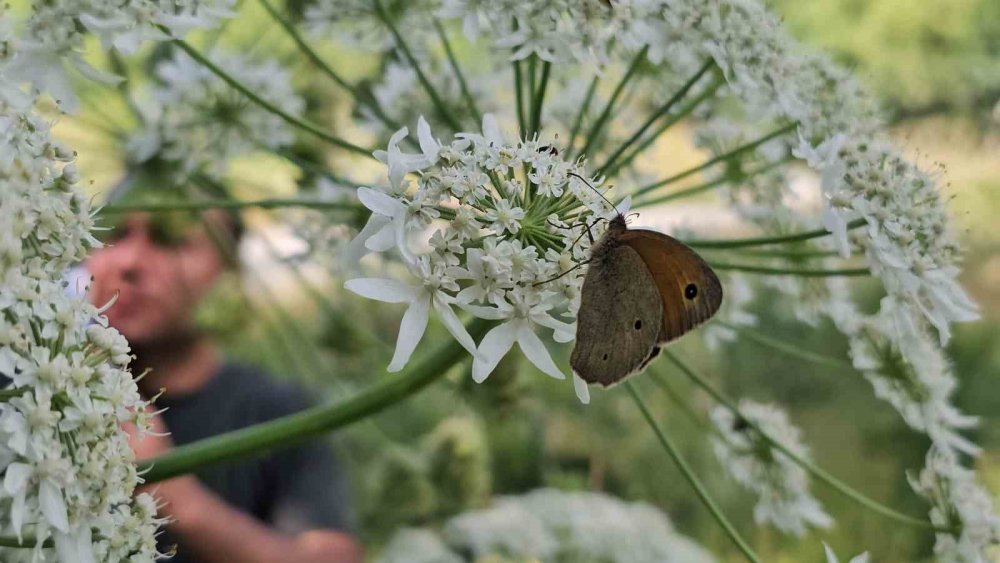 Tatvan’da rengarenk kelebekler görsel şölen sunuyor
