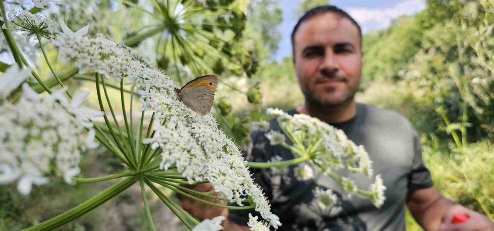 Tatvan’da rengarenk kelebekler görsel şölen sunuyor