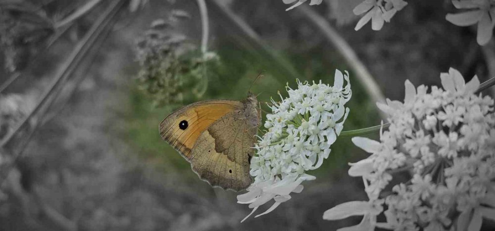 Tatvan’da rengarenk kelebekler görsel şölen sunuyor