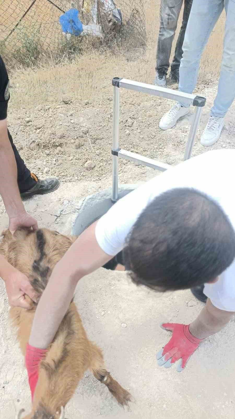 Baskil'de kuyuya düşen keçi ve koyunları itfaiye kurtardı