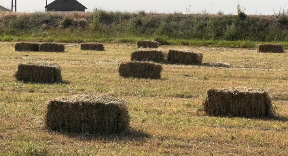 Kızgın güneş altında ekmek mücadelesi