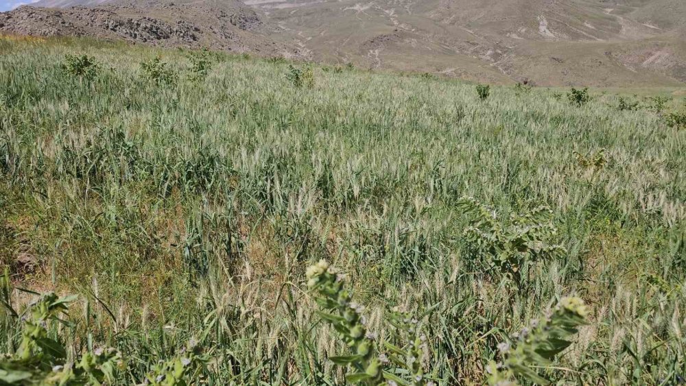 Adilcevaz’da soğuktan dolayı buğday başakları boş kaldı