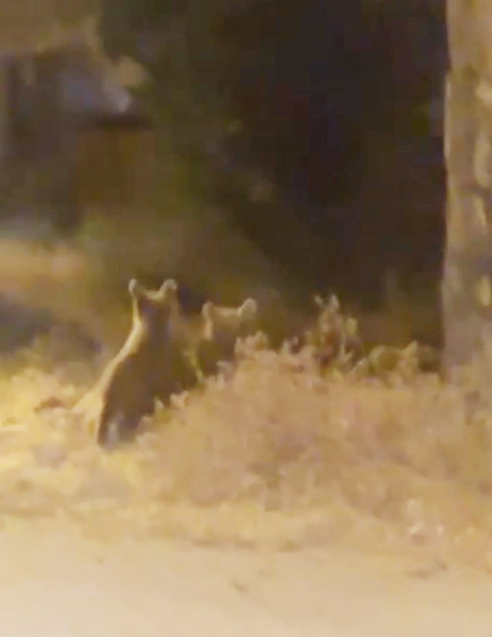 Çukurca ilçe merkezine inip yiyecek arayan bozayı ile 2 yavrusu kamerada