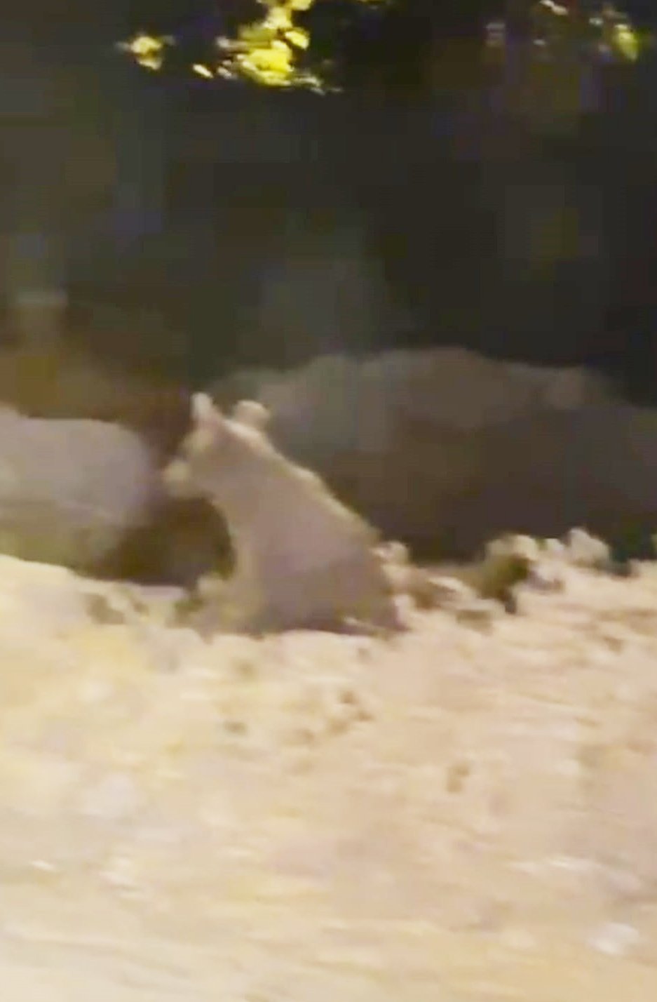 Çukurca ilçe merkezine inip yiyecek arayan bozayı ile 2 yavrusu kamerada