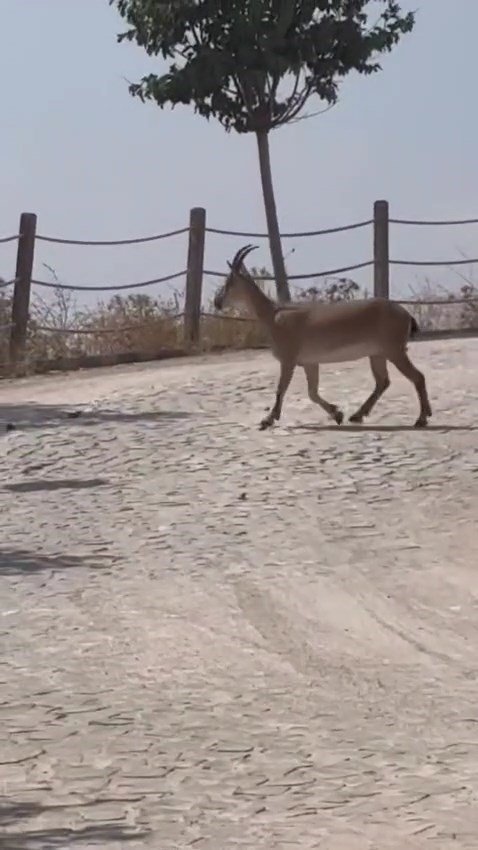 Tarihi Harput Mahallesi’nde dağ keçileri görüldü