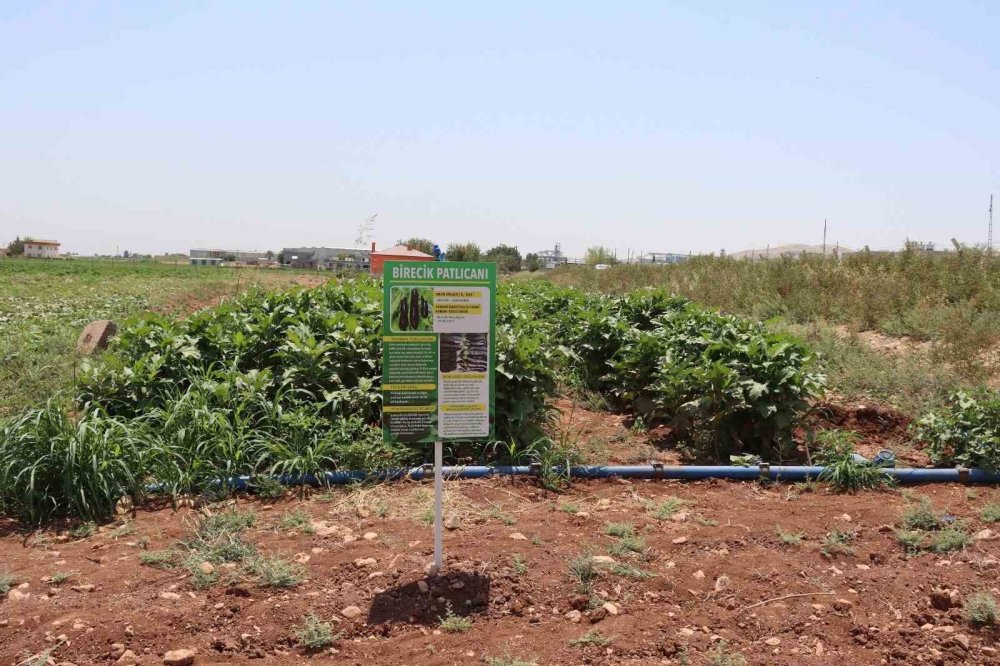Urfa’da coğrafi işaretli ürünlerin hasadı başladı