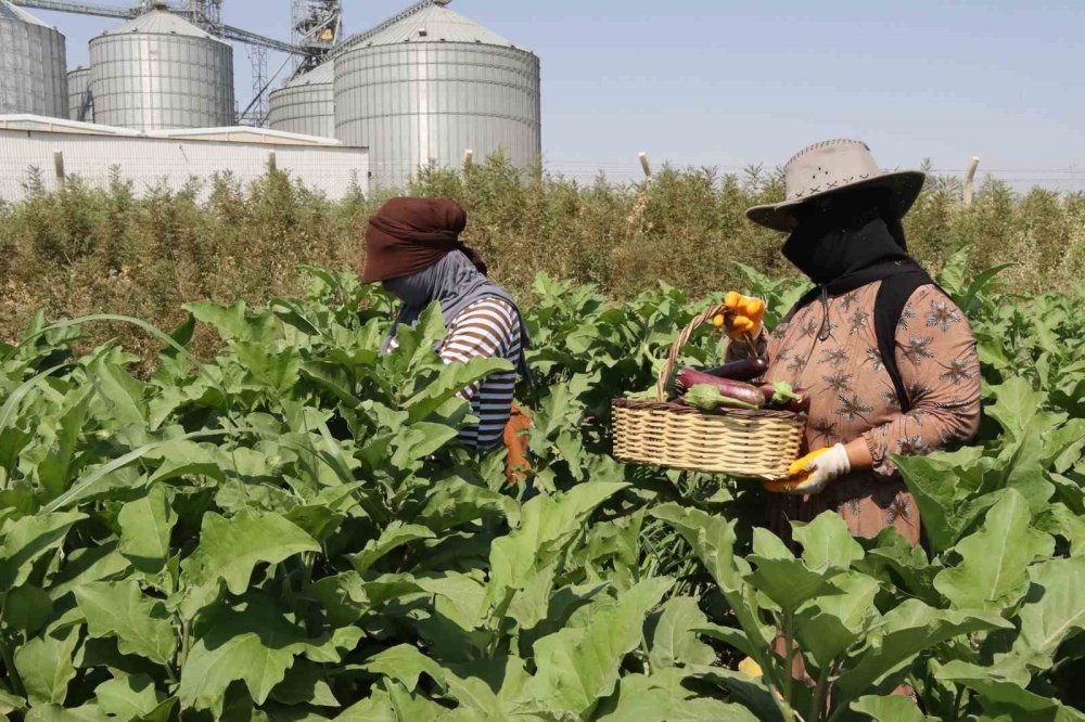 Urfa’da coğrafi işaretli ürünlerin hasadı başladı