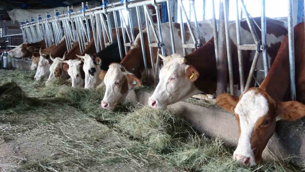 Ardahan’da şap korkusu