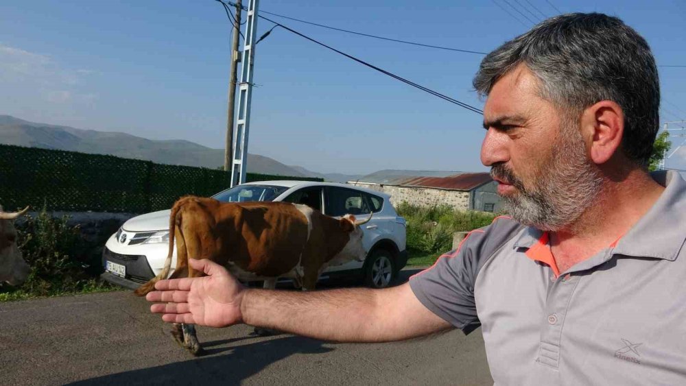 Ardahan’da şap korkusu