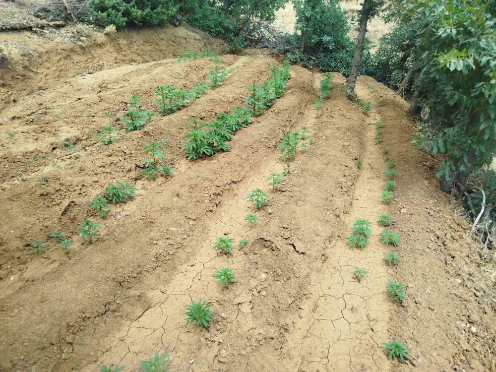 Bingöl’de bin 696 kök kenevir bitkisi ele geçirildi