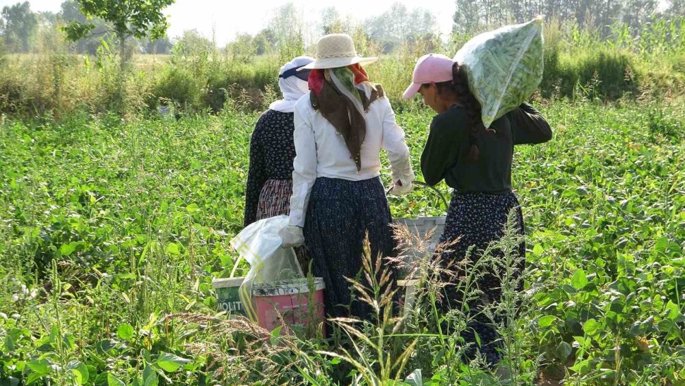 Gevaş fasulyesi girişimci kadınların eliyle değerleniyor
