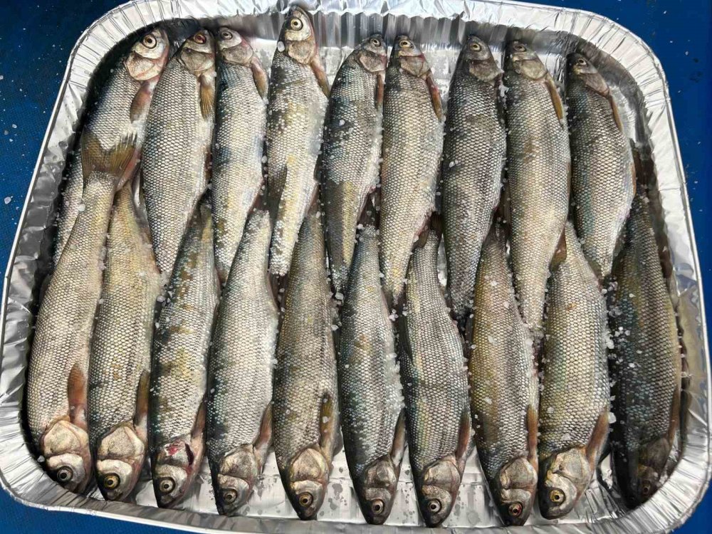 İnci kefali tezgâhlarda yerini aldı