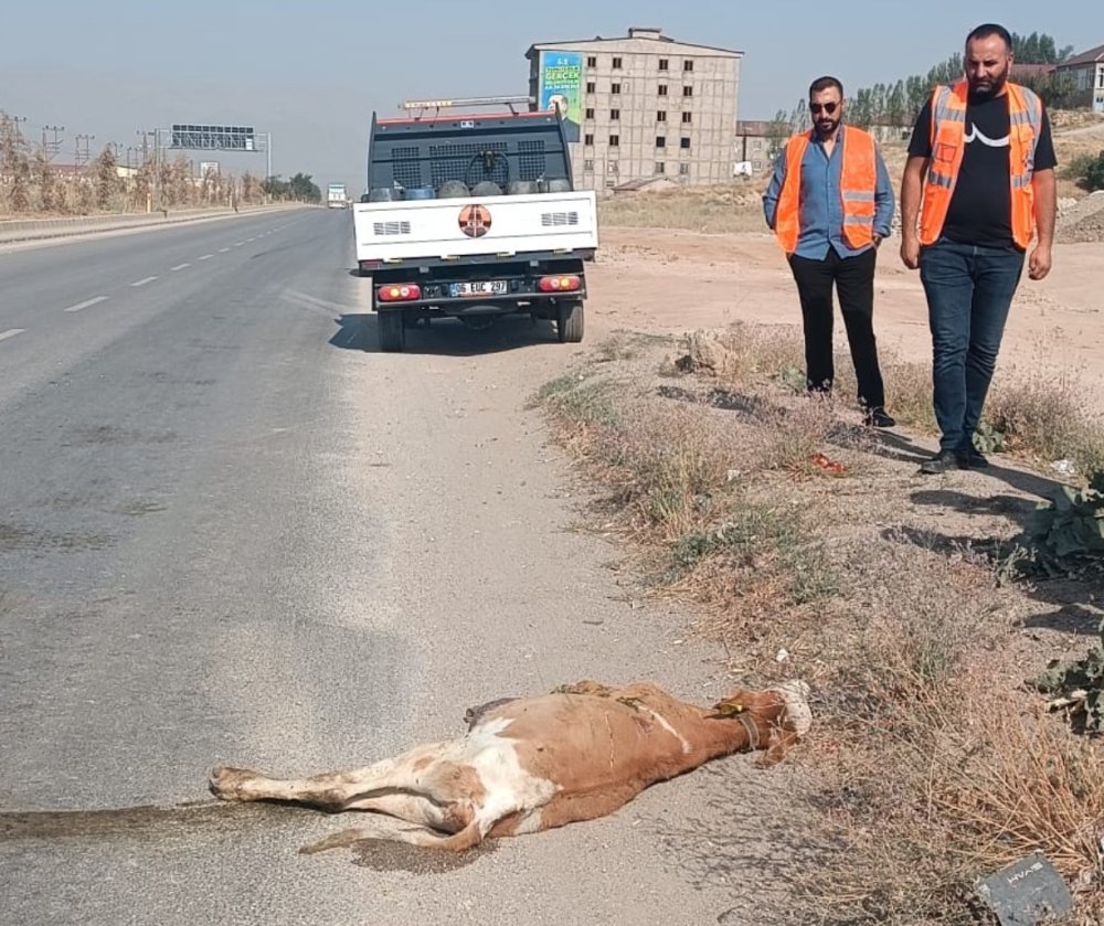 Kamyonetin çarptığı buzağı telef oldu