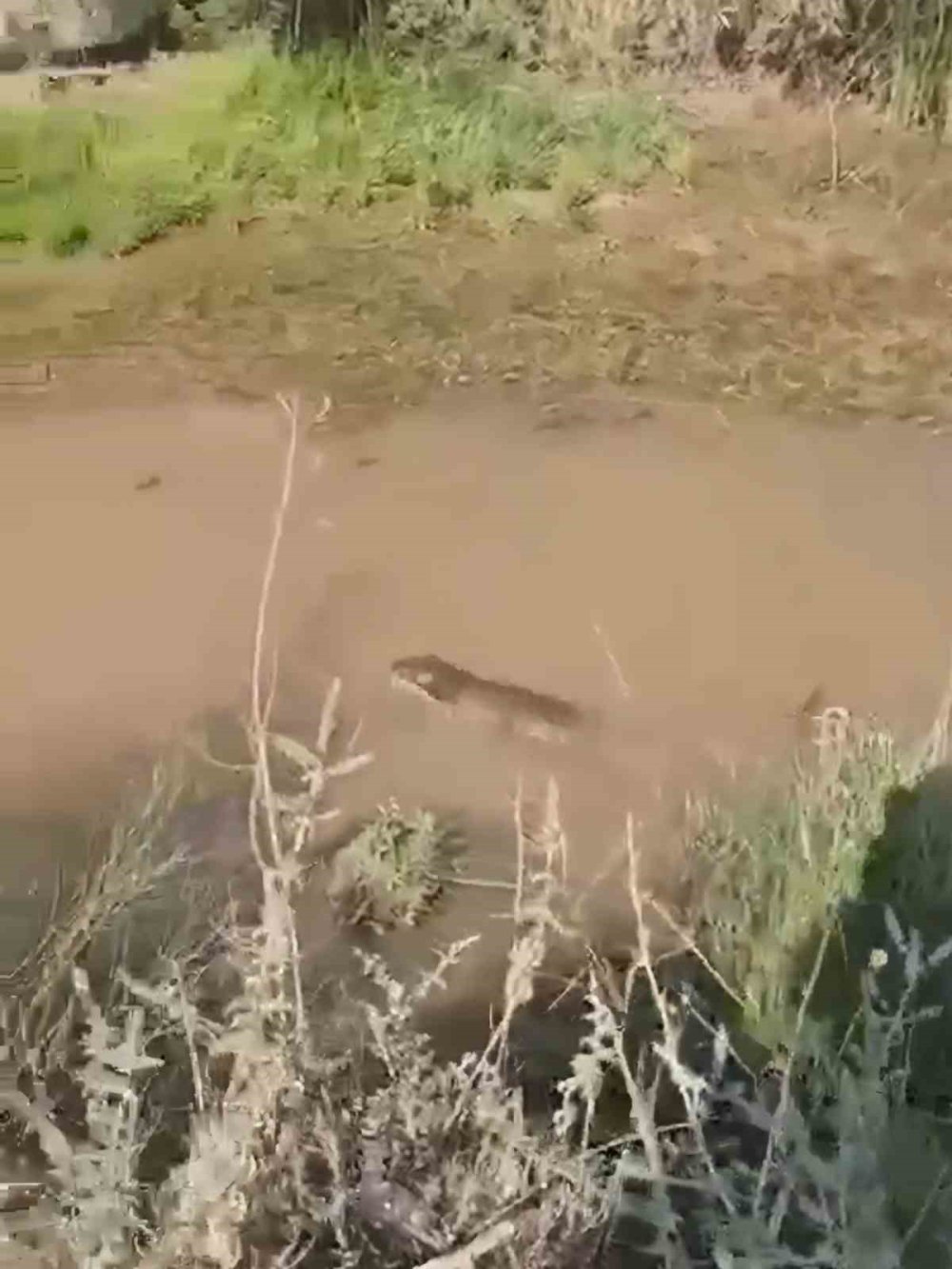 Kurtalan'da su samuru görüldü