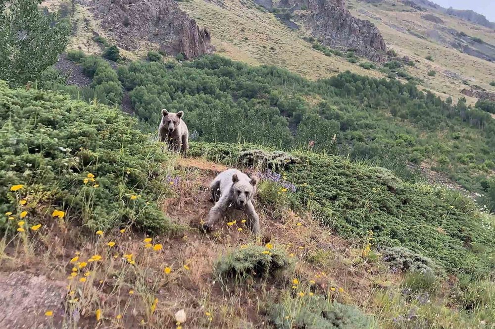Nemrut’ta ayılarla yakın temas, doğal yaşamı tehdit ediyor