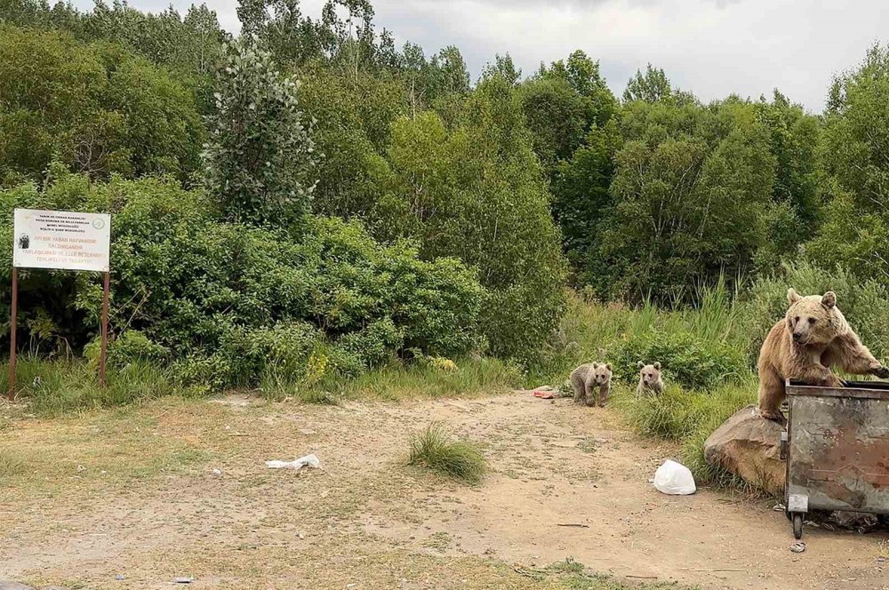 Nemrut’ta ayılarla yakın temas, doğal yaşamı tehdit ediyor