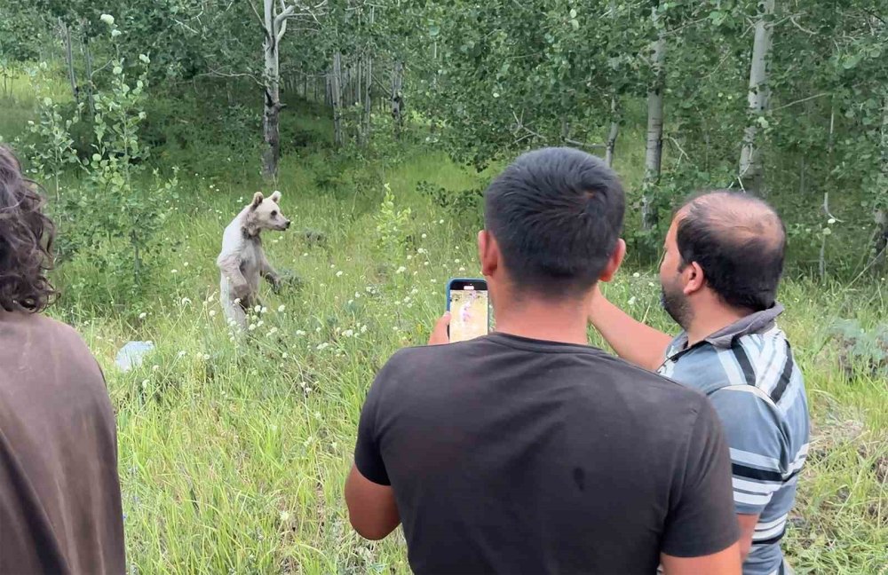 Nemrut’ta ayılarla yakın temas, doğal yaşamı tehdit ediyor