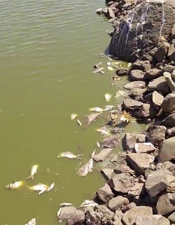 Siverek’teki gölette sular çekildi, balıklar telef oldu