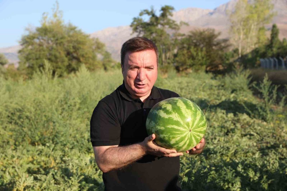 Erzincan'da karpuz hasadı başladı