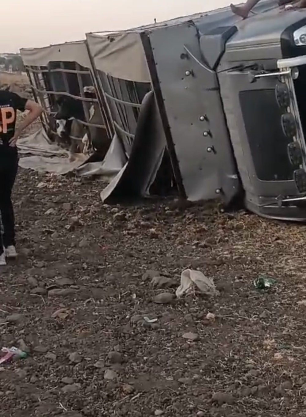 Urfa'da büyükbaş hayvan yüklü tır devrildi