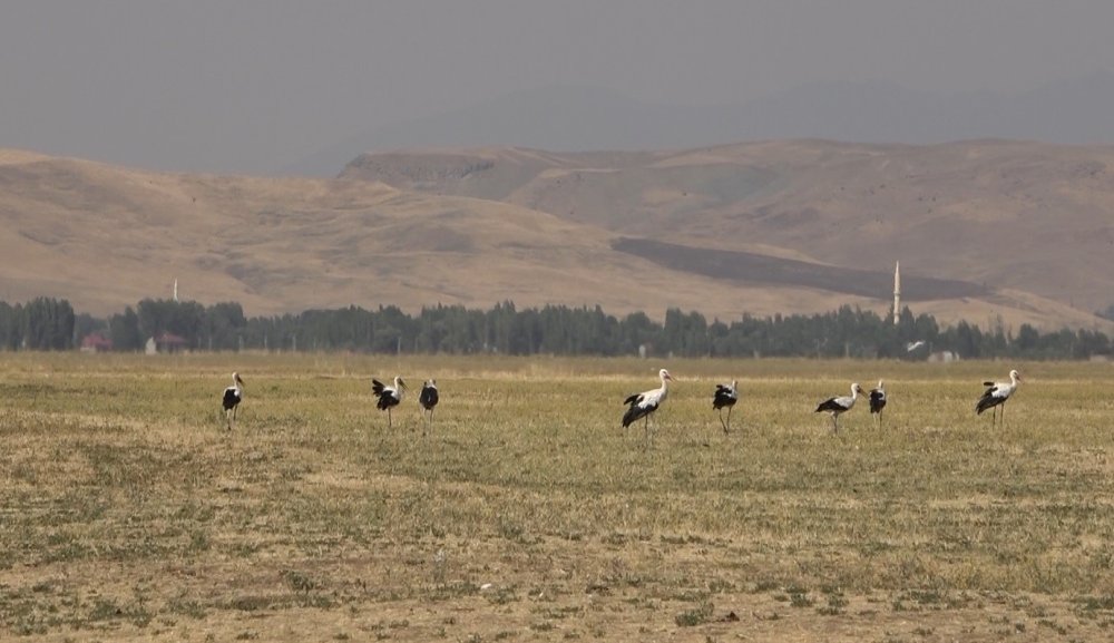 Muş Ovası’ndaki leylekler büyük göçe hazır