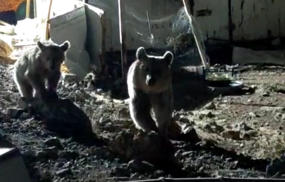 Ayı ailesi, Dağlıca'daki şantiyede yiyecek aradı