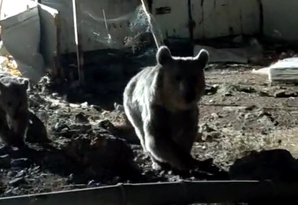 Ayı ailesi, Dağlıca'daki şantiyede yiyecek aradı
