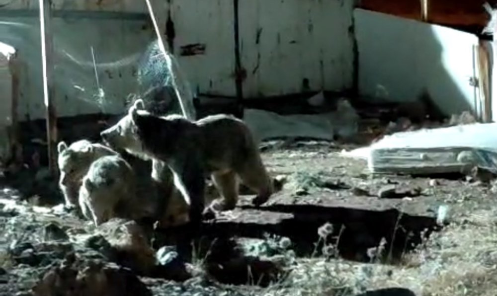 Ayı ailesi, Dağlıca'daki şantiyede yiyecek aradı