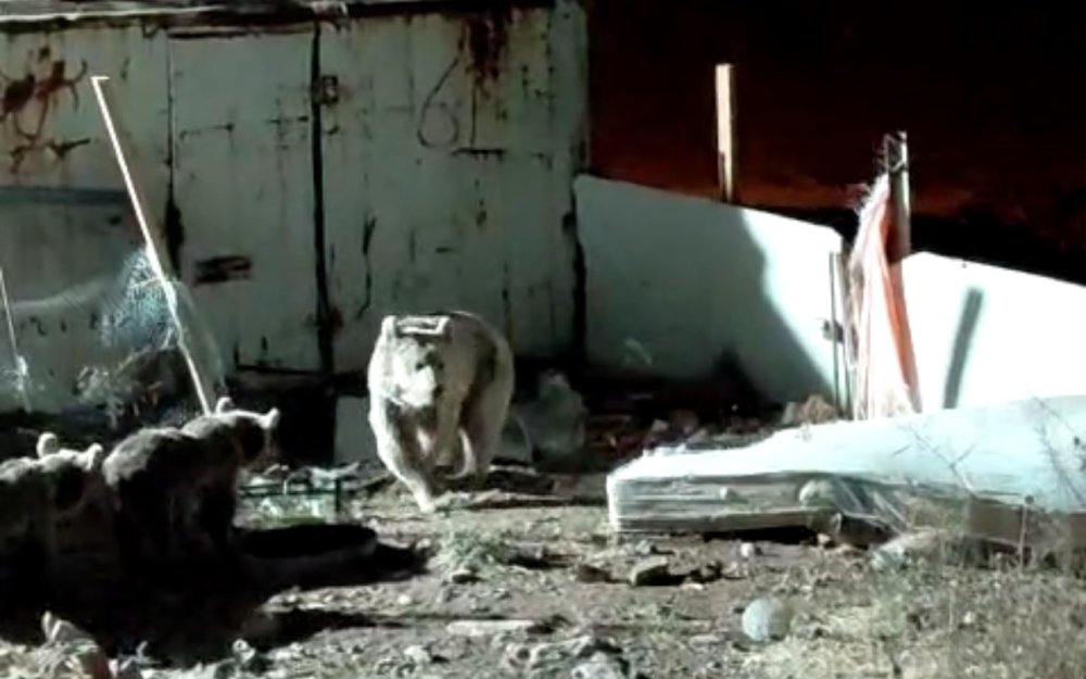 Ayı ailesi, Dağlıca'daki şantiyede yiyecek aradı