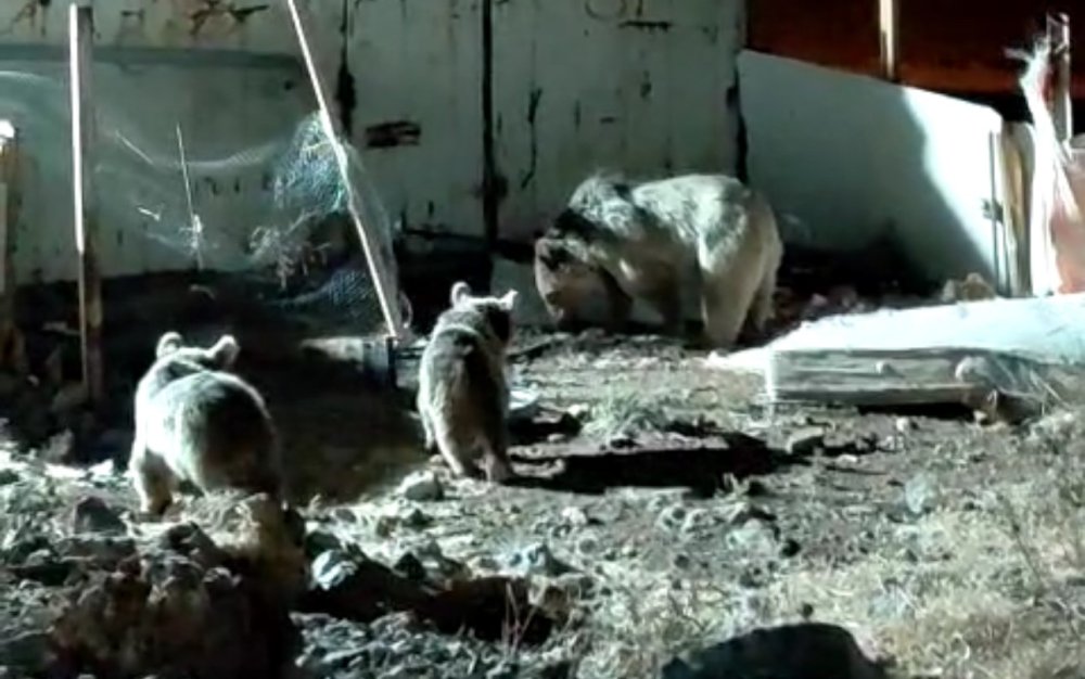 Ayı ailesi, Dağlıca'daki şantiyede yiyecek aradı