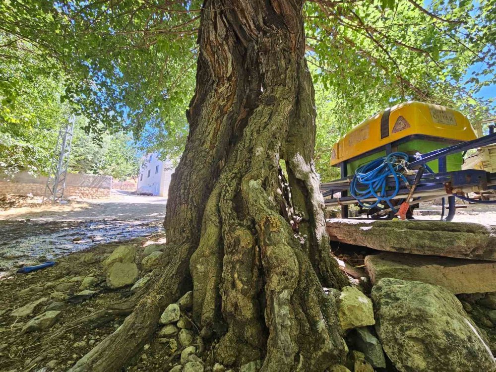 Elazığ’da dut ağaçları zamana direniyor
