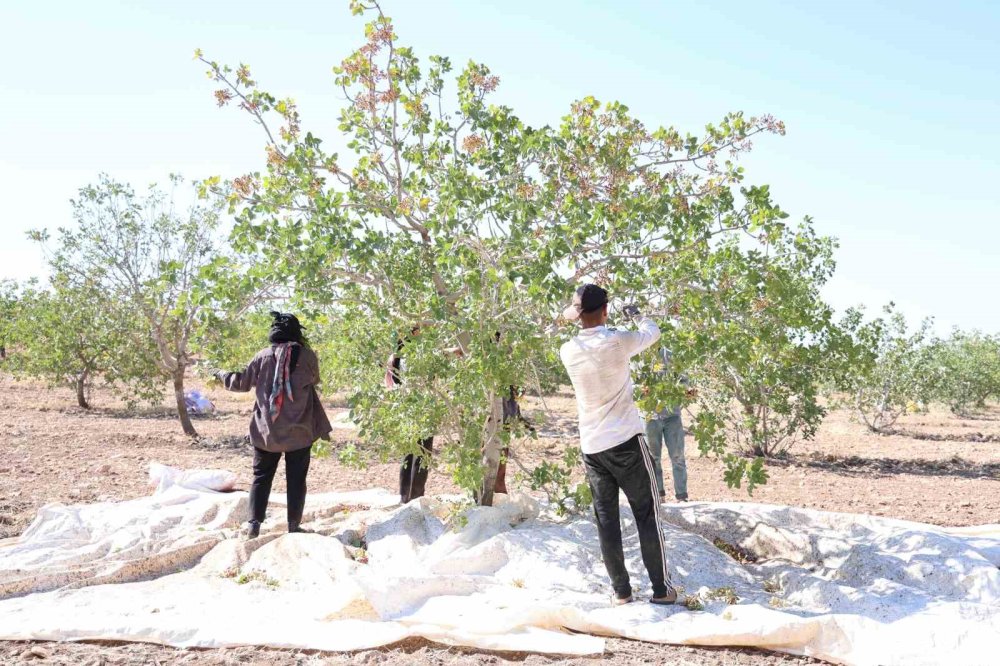 Mevsimlik işçilerin sıcak havada fıstık hasadı devam ediyor