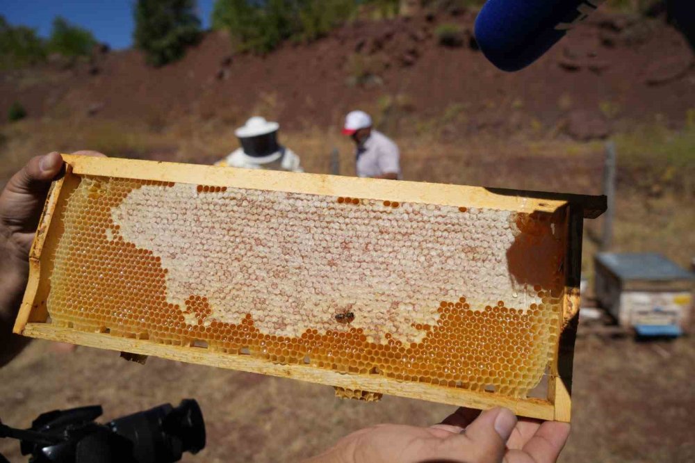 Erzincan’da Geven Balı hasadı yapıldı