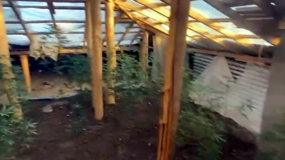 Evin çatısını kenevir tarlasına dönüştürmüş