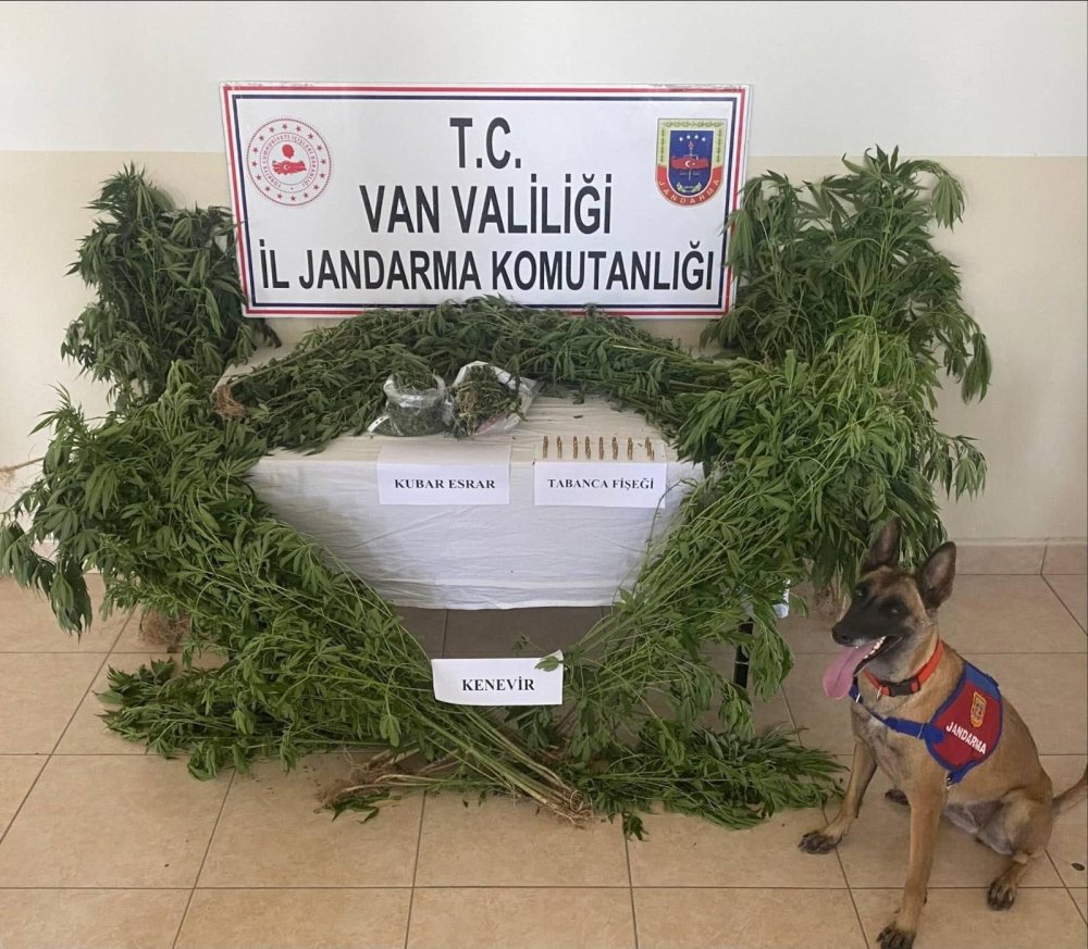 Evin çatısını kenevir tarlasına dönüştürmüş