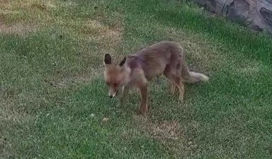 Yanlarına gelen tilkiye kadayıf dolması yedirdiler