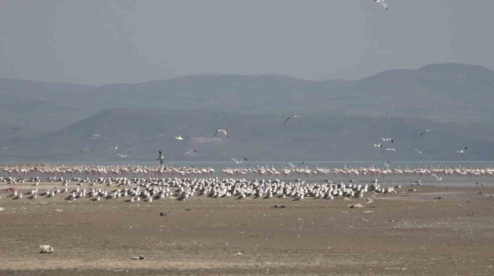 Van Gölü Havzası misafirlerini ağırlıyor
