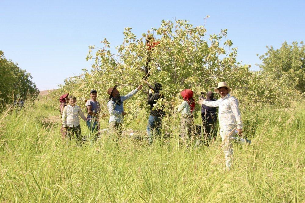 Fıstık üreticilerinden baklavacılara çağrı