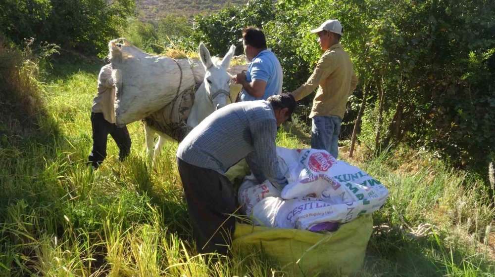 Gercüş'te asırlardır orakla pirinç hasadı yapılıyor