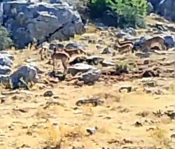 Malatya’da yaban keçileri görüntülendi
