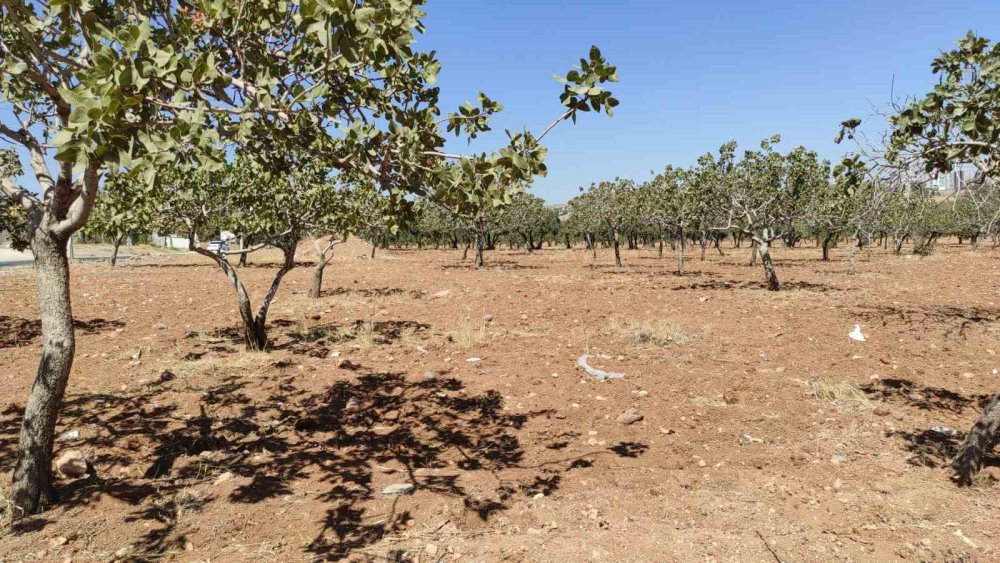 3 gündür kayıp olan kadın bahçede ölü bulundu