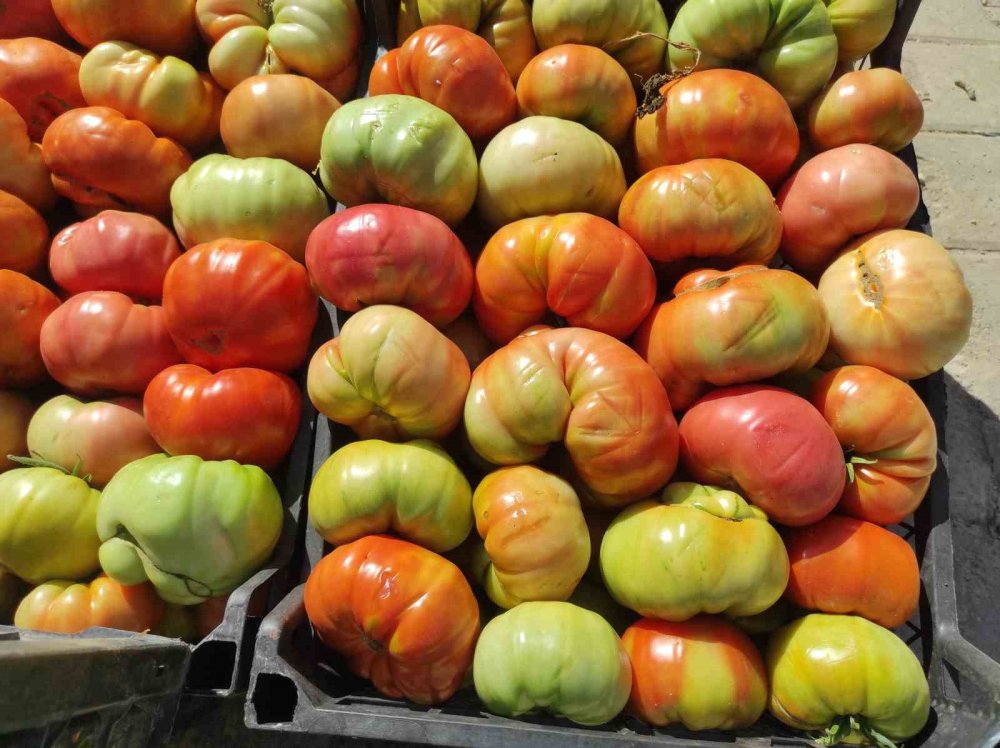 Sason’un yüksek yaylalarında domates üretimi