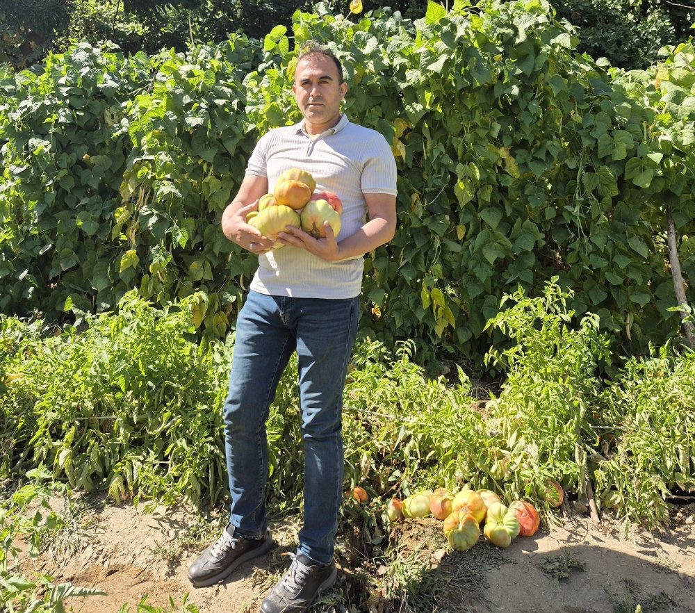 Sason’un yüksek yaylalarında domates üretimi