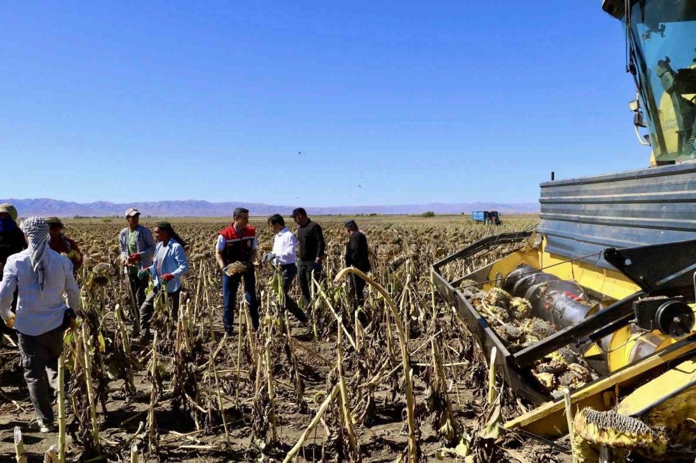 Ağrı’daki ayçiçeği üretiminden 758 milyon TL’lik kazanç bekleniyor